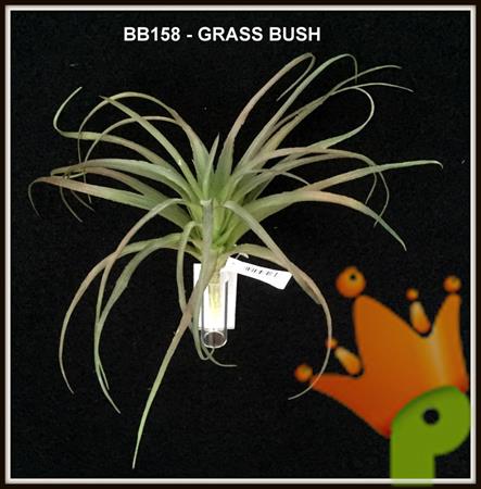GRASS BUSH