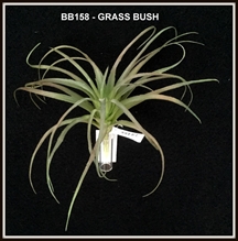 GRASS BUSH
