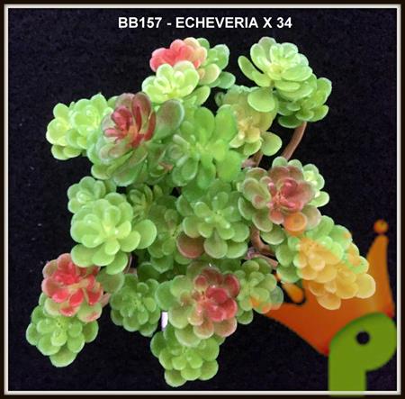 ECHEVERIA