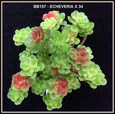 ECHEVERIA