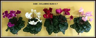 CICLAMINO BUSH