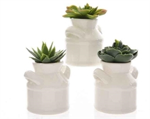 PIANTA GRASSA CON VASO CERAMICA 7X12CM