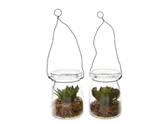PIANTA GRASSA IN VASO DI VETRO 5,5X7CM