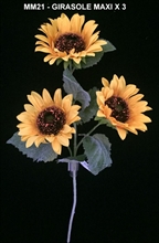 GIRASOLE SPRAY X3