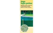 SIEPE FOGLIA POTHUS 100X300CM