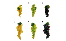 GRAPPOLO UOVA PICCOLO VERDE CHIARO H. 15CM N°3 6PZ