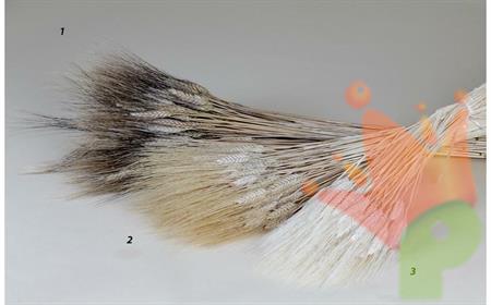 SPIGHE NATURALI H. 90/100 CM 400gr circa N. 002