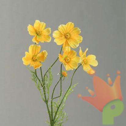 COSMEA GIALLA 67CM