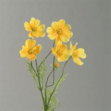 COSMEA GIALLA 67CM