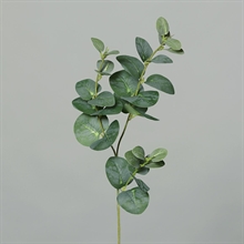 EUCALYPTUS BRANCH 3,64CM
