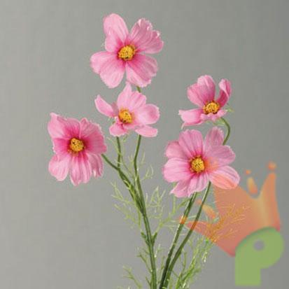 COSMEA ROSA 67CM