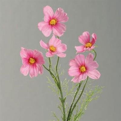 COSMEA ROSA 67CM