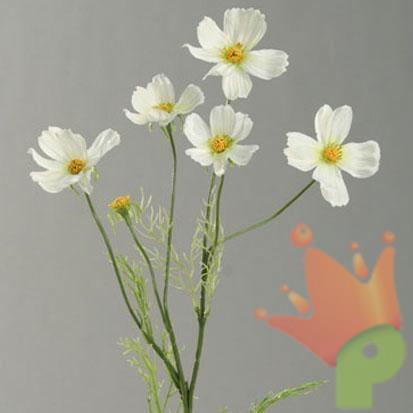 COSMEA CREMA 67CM