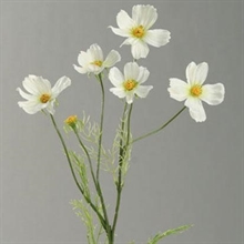 COSMEA CREMA 67CM