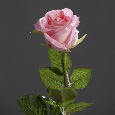 ROSA BRASIL 55CM ROSA