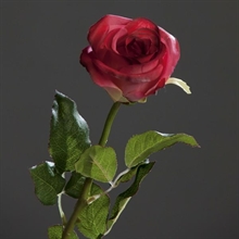 ROSA BRASIL 55CM FUCSIA