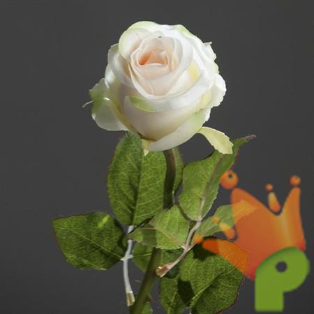 ROSA BRASIL 55CM CHAMPAGNE
