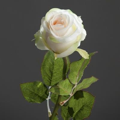 ROSA BRASIL 55CM CHAMPAGNE
