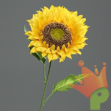 GIRASOLE 1,67MT