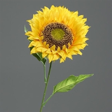 GIRASOLE 1,67MT