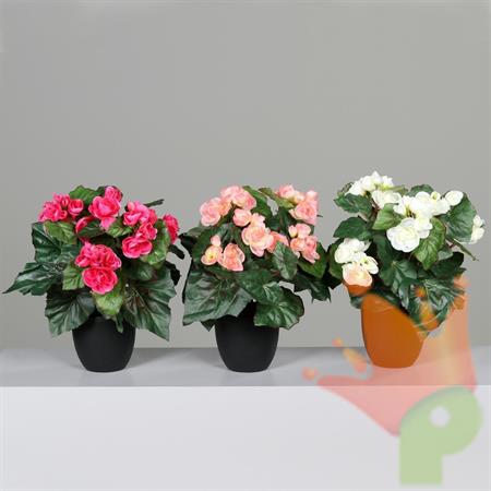 BEGONIA IN VASO 35CM