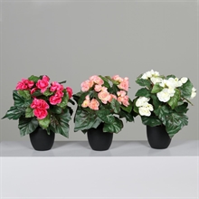 BEGONIA IN VASO 35CM