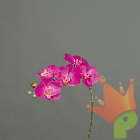 ORCHIDEA 52CM ROSA