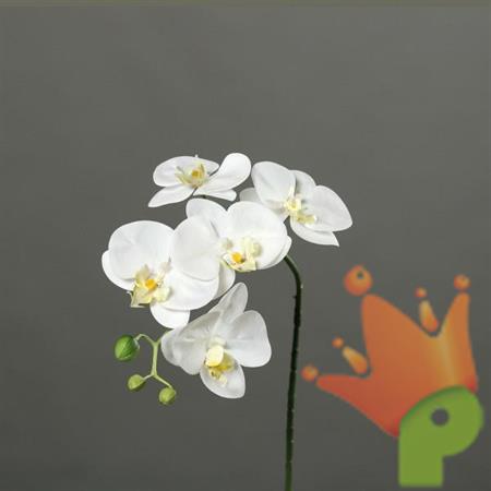 ORCHIDEA 52CM CREMA