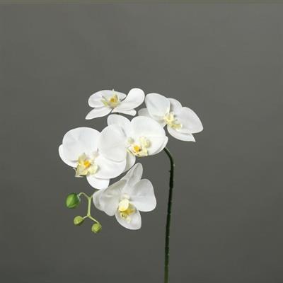 ORCHIDEA 52CM CREMA