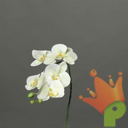ORCHIDEA 52CM BIANCA