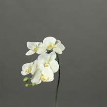 ORCHIDEA 52CM BIANCA