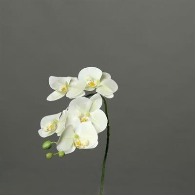 ORCHIDEA 52CM BIANCA