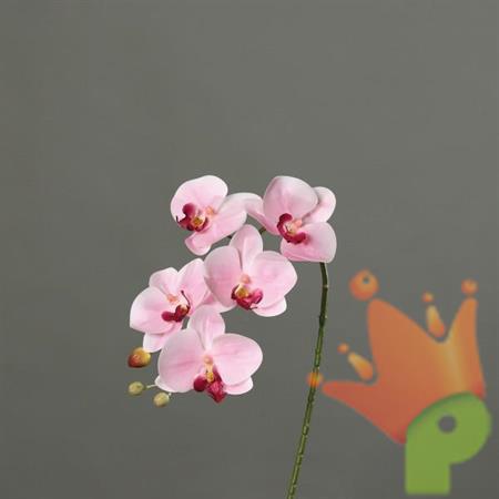 ORCHIDEA 52CM ROSA