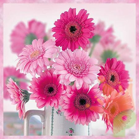 TOVAGLIOLI 33X33 PINK GERBERAS 20PZ