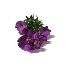 MAZZO CAMPANELLA 39CM VIOLA