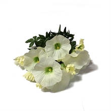 MAZZO CAMPANELLA 39CM CREMA