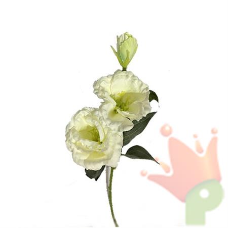 RAMO LISIANTHUS 70 CM CREMA