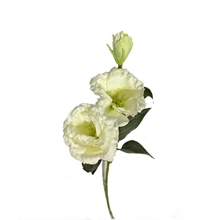 RAMO LISIANTHUS 70 CM CREMA