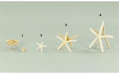 STELLE MARINE 2,5/3CM BIANCO 100PZ N.1