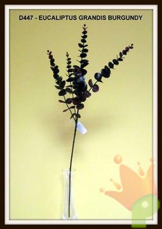 EUCALYPTUS GRANDIS BURGUNDY