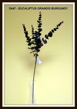 EUCALYPTUS GRANDIS BURGUNDY