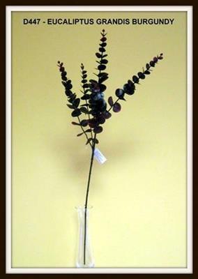 EUCALYPTUS GRANDIS BURGUNDY