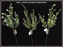 GYPSO COLORATA NEW SPRAY