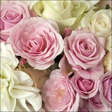 TOVAGLIOLI 33X33 MADISON 20PZ