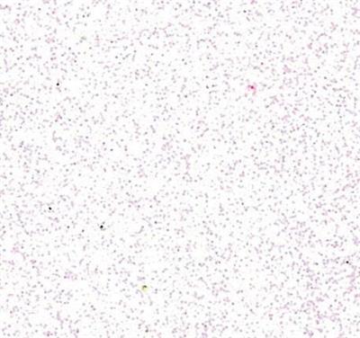 MOOSGUMMI 2 MM 30X40 CM BIANCO GLITTER