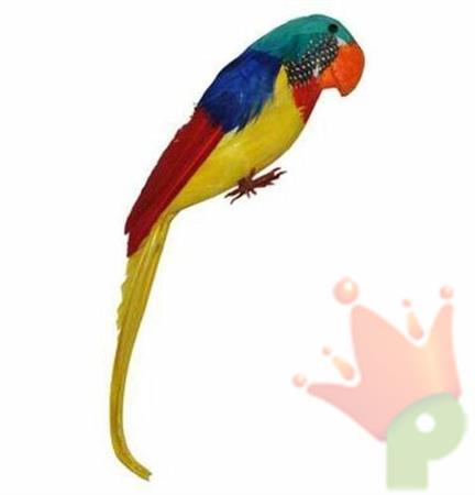 Parrot