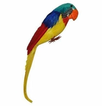 Parrot