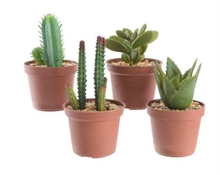 PIANTA GRASSA IN VASO 3 ASSORTITI D.5X10CM