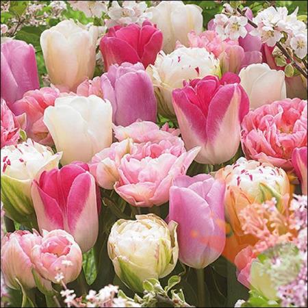 TOVAGLIOLI TULIPANO ROSA 33X33 CM 20 PZ