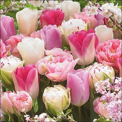 TOVAGLIOLI TULIPANO ROSA 33X33 CM 20 PZ